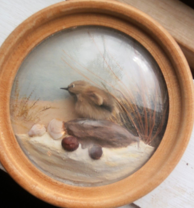 Oyster Catcher Chick